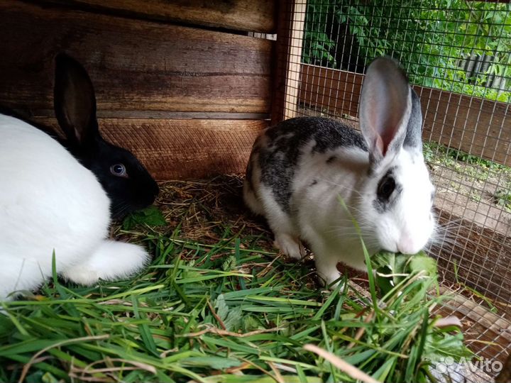Кролики самки
