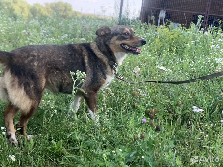 Собака в добрые руки отдам бесплатно