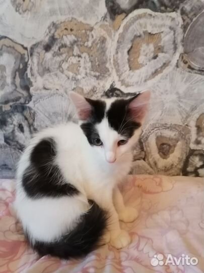 Котятки в добрые руки