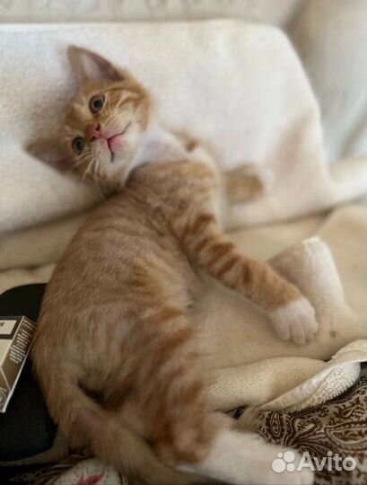 Котенок ищет добрые ручки