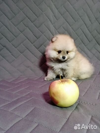 Малыши шпиц