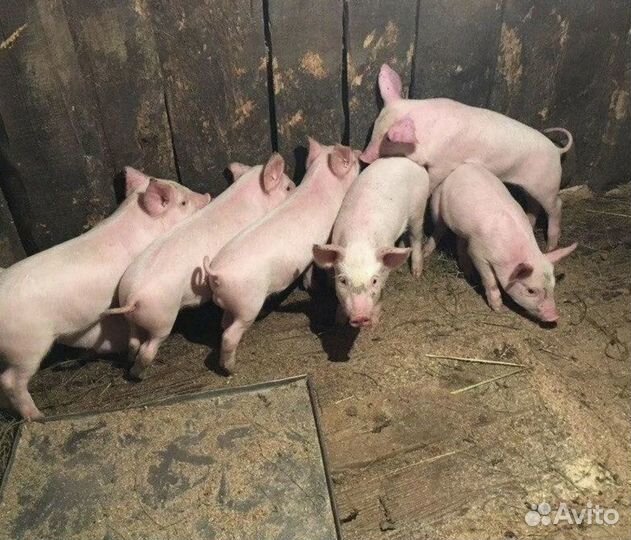 Поросенок ландрас+дюрок