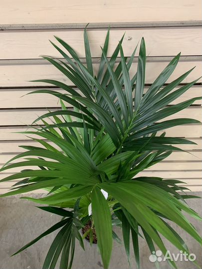 Ховея Форстериана D-23 H-150-см