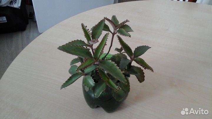 Каланхоэ - домашний доктор