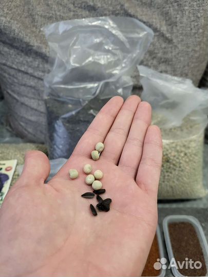 Микрозелень семена