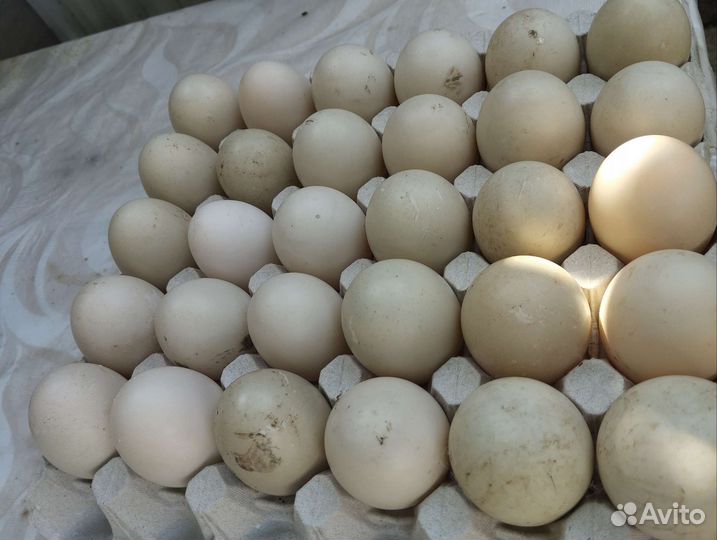 Утинные яйца