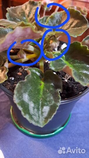 Фиалка в горшке