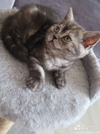 Кошки породистые