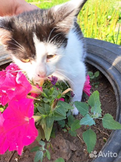 Кошка в дар