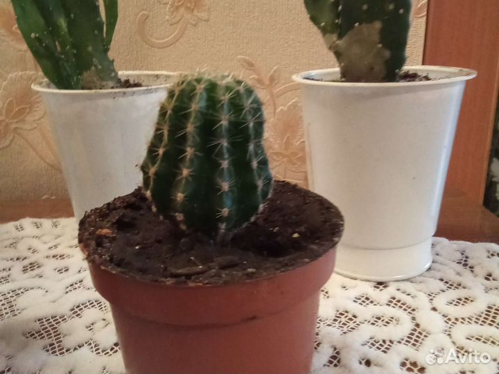 Кактусы и белый цветущий коланхое