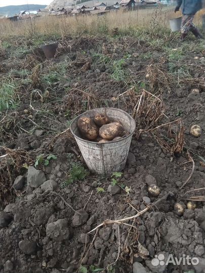 Продам картофель желтый