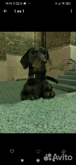 Такса для вязки