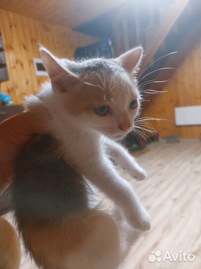 Отдам даром бесплатно котят