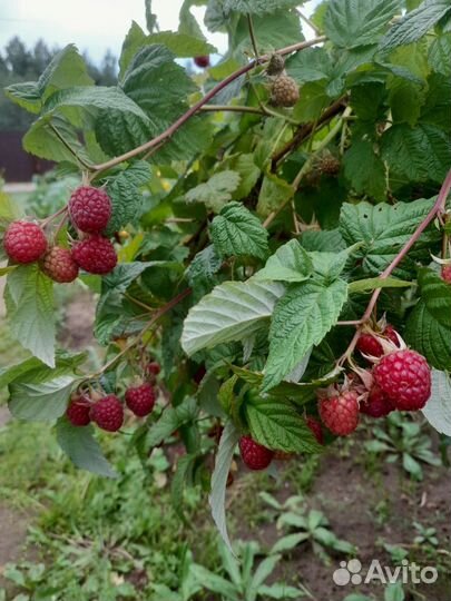 Саженцы малины