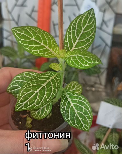Фиттонии и гипоэстес