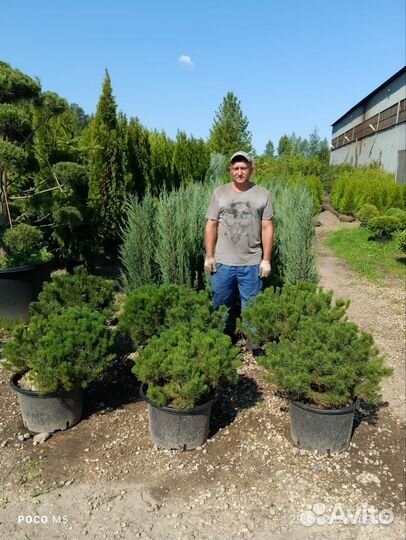 Сосна горная в ассортименте