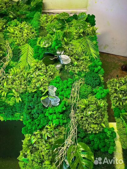 Панно из мха фитостена вертикальное озеленение