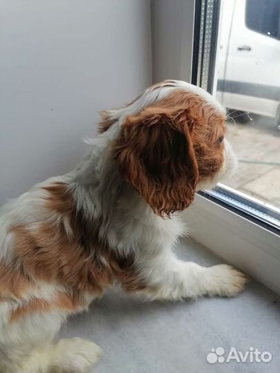 Девочка Луна Кавалер кинг чарльз спаниель