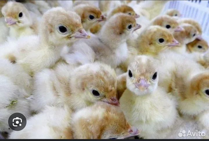 Индюк Индейка