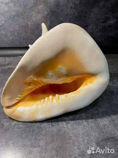 Ракушка для аквариума