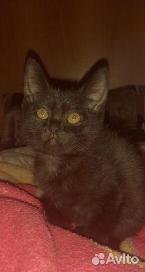 Отдам в добрые руки,на половину британки