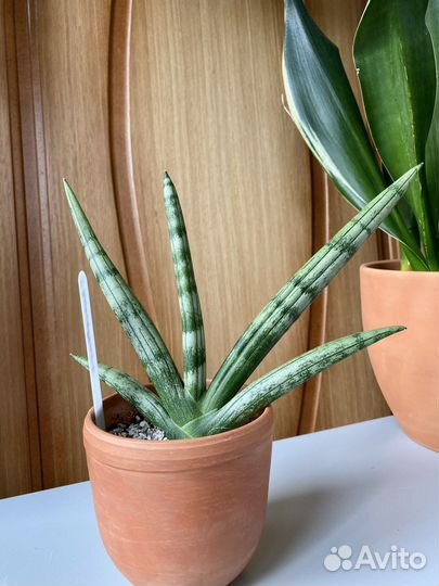 Сансевиерия Boncellensis. Бонсель