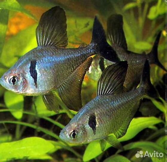 Аквариумные рыбки, аквариумы и оборудование