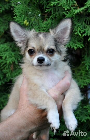 Д-ш мальчик чихуахуа. Видео