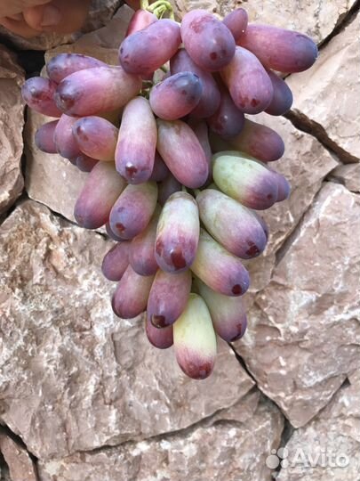 Саженцы и черенки винограда Аватар, Рататуй и др