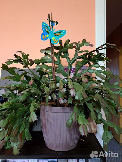 Декабрист шлюмбергера