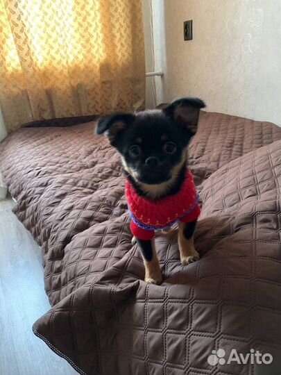 Свитер для собаки