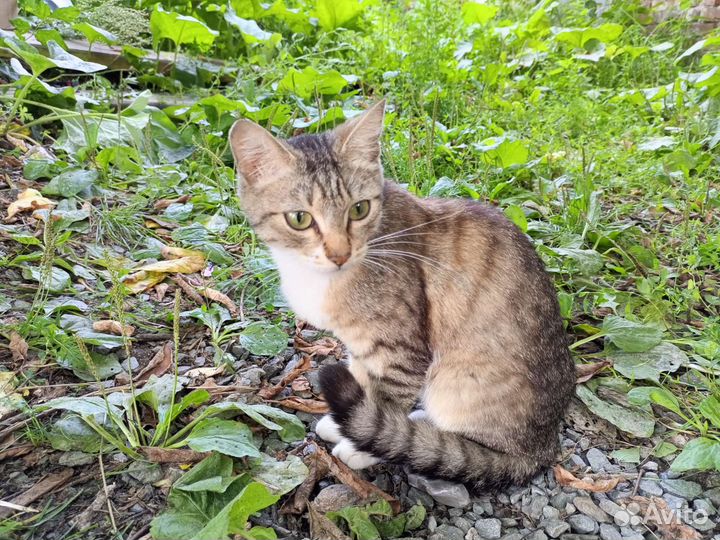 Кошка в дар бесплатно