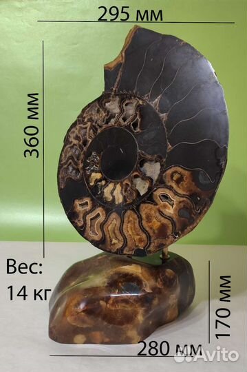 Аммонит на камне для интерьера