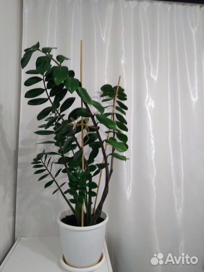 Замиокулькас 110 см