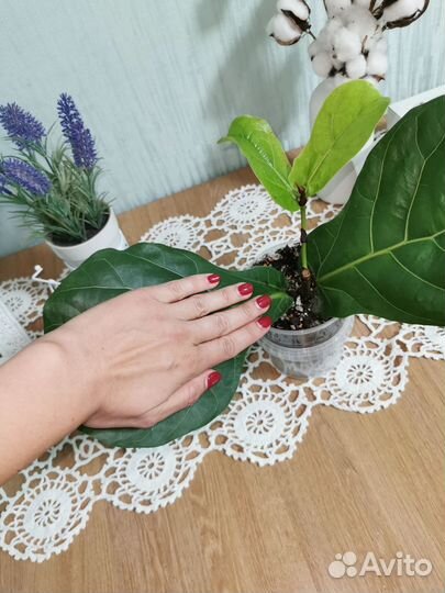 Фикус лирата колумнарис