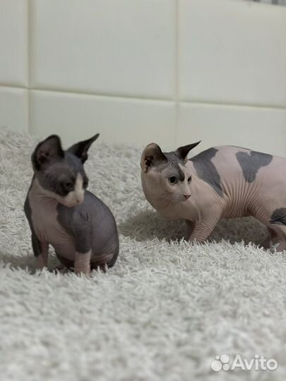 Канадский сфинкс