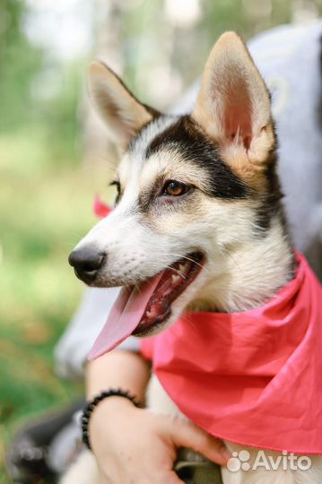 Красивый щенок попал в приют бесплатно, в дар