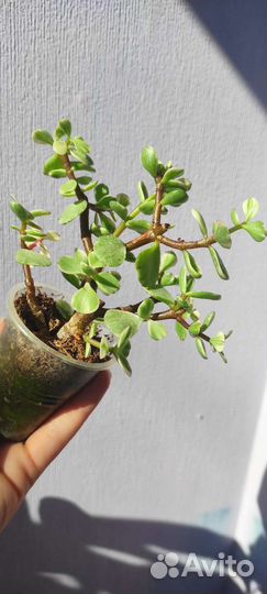 Портулакария афра