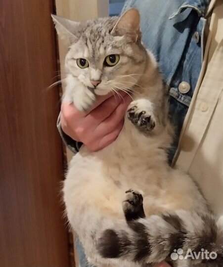 Ласковая кошечка Муся