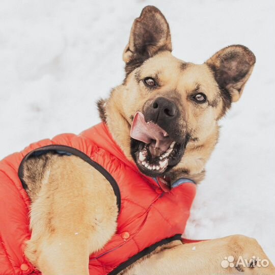 Собака в добрые руки