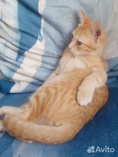 Рыжий котенок в добрые руки