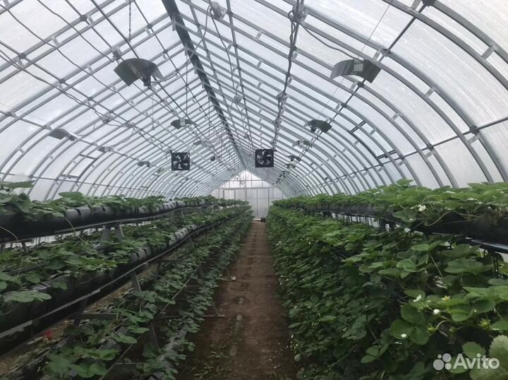 Промышленная Каплевидная теплица 7.5х14