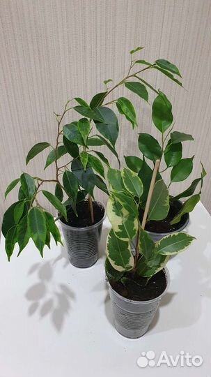 Фикус (Комнатные цветы)