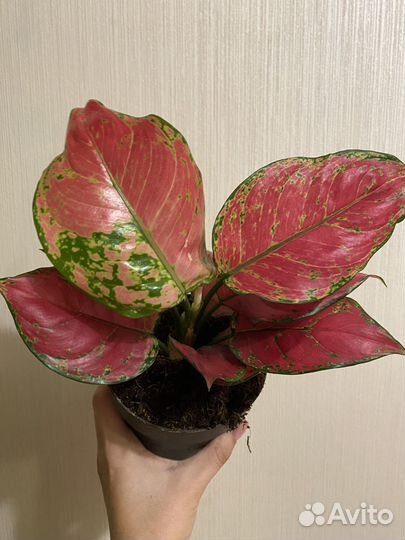 Сортовые аглаонемы