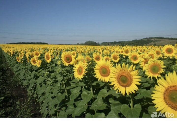 Гибриды подсолнечника