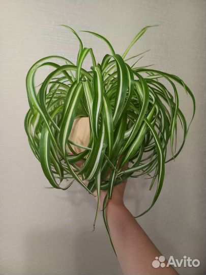 Хлорофитум Бонни кудрявый