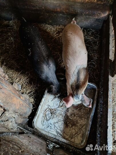 Поросенок ландрас