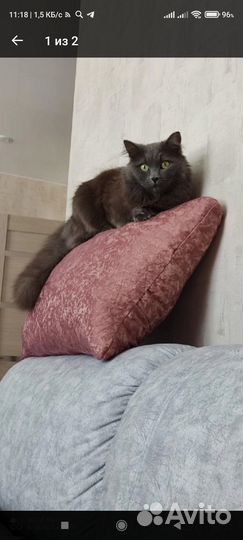 Кошки в добрые руки бесплатно