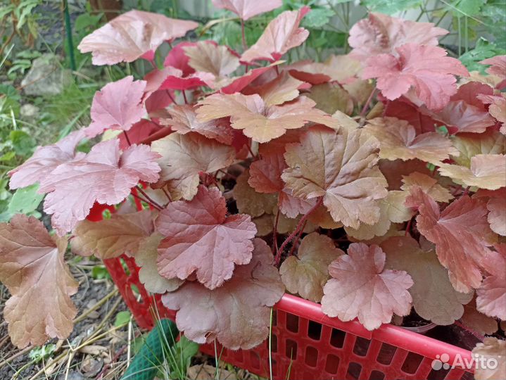 Гортензия метельчатая Summer Snow гейхеры