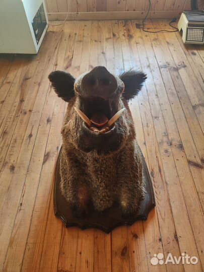 Чучело головы кабана